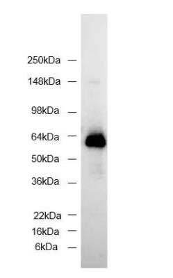 Total cell lysates (20ug) with protein of interest tagged with GFP was loaded. Blotted with GFP antibody [HRP] NB600-308H, without any secondary antibody. Image from verified customer review.